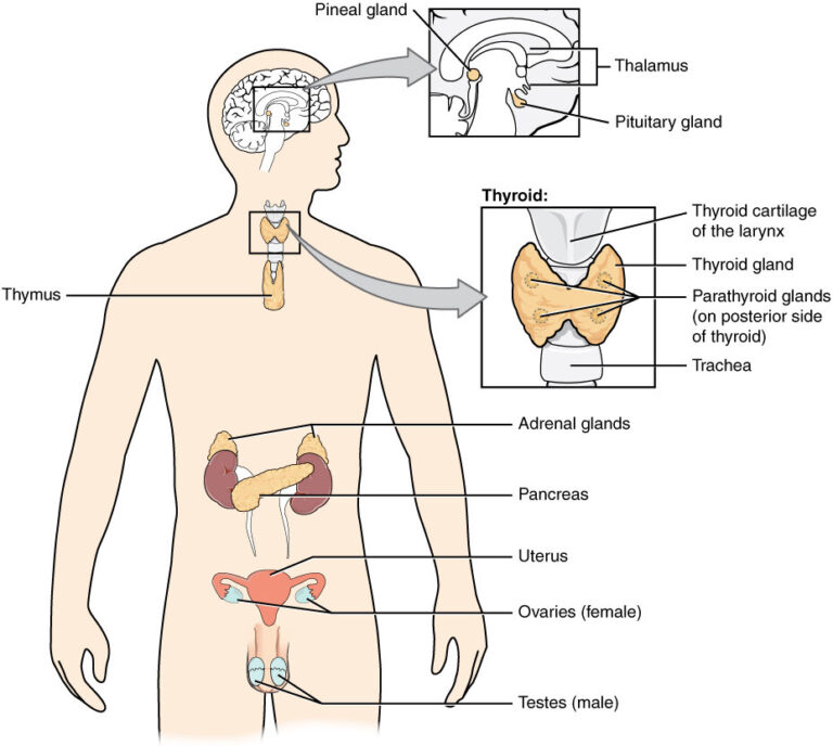 Best Endocrinologist in Lucknow Dr Mayank Somani 768x688