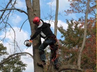 North Las Vegas Tree Service Pros 5