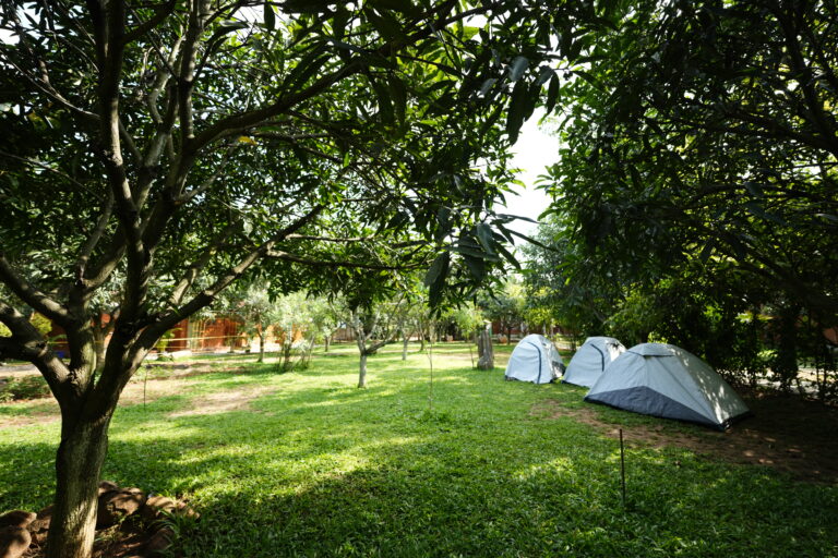 Copy of DSC07425 3 768x512