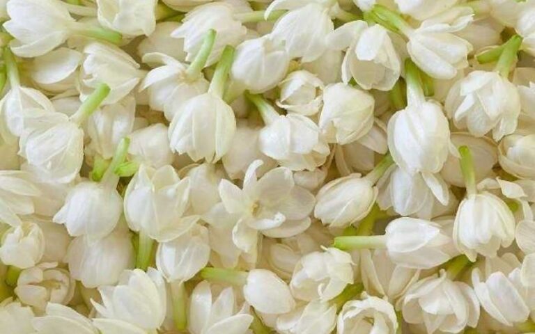 cay hoa nhai y nghia hinh anh cach trong cham soc tai nha 202301311143004376 768x480