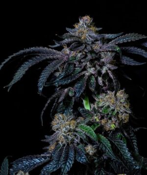 best cannabis seeds online