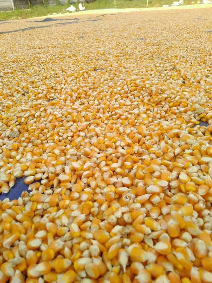 486813941 122108974694805084 5979009728406935112 n 1