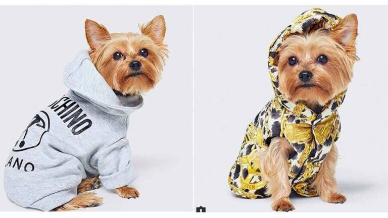 pet clothes patterns 1 768x432