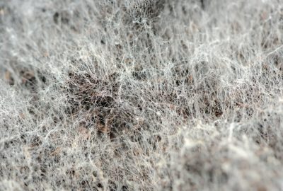 white mold 400x270 1