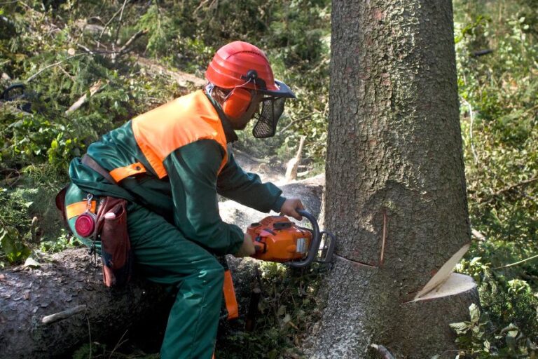 How much does it cost to remove a tree UK 768x512