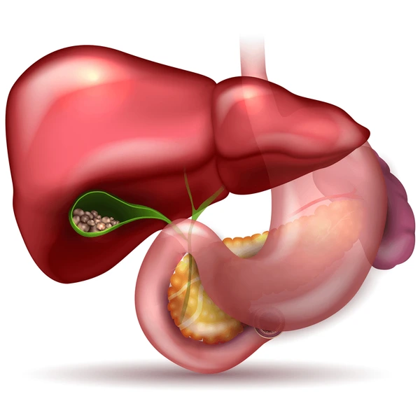 gallstones gallbladder anatomy surrounding organs 600nw 535947307