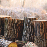 steventreedoctorsusa